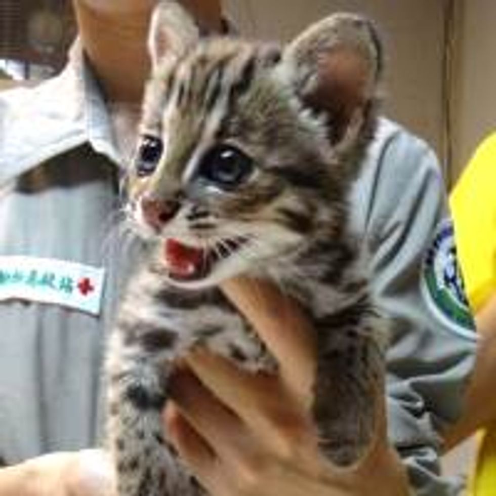 Orphan Leopard Cat Rescued from Hillside