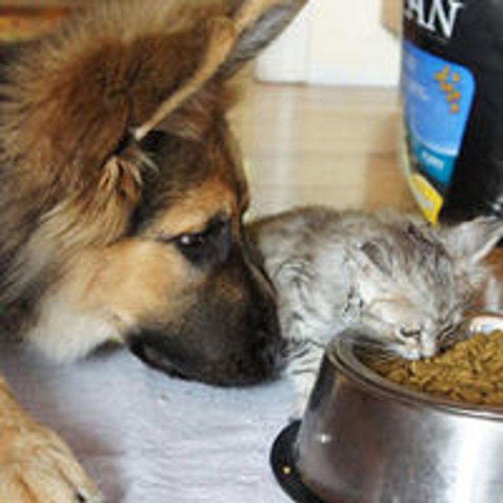 Kitty and His German Shepherd Best Furiend: Then & Now
