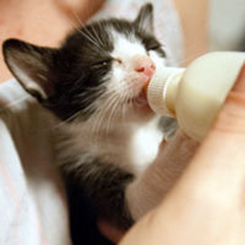 Tiny Tux Kitten Found Under Shed, Gets Full Belly