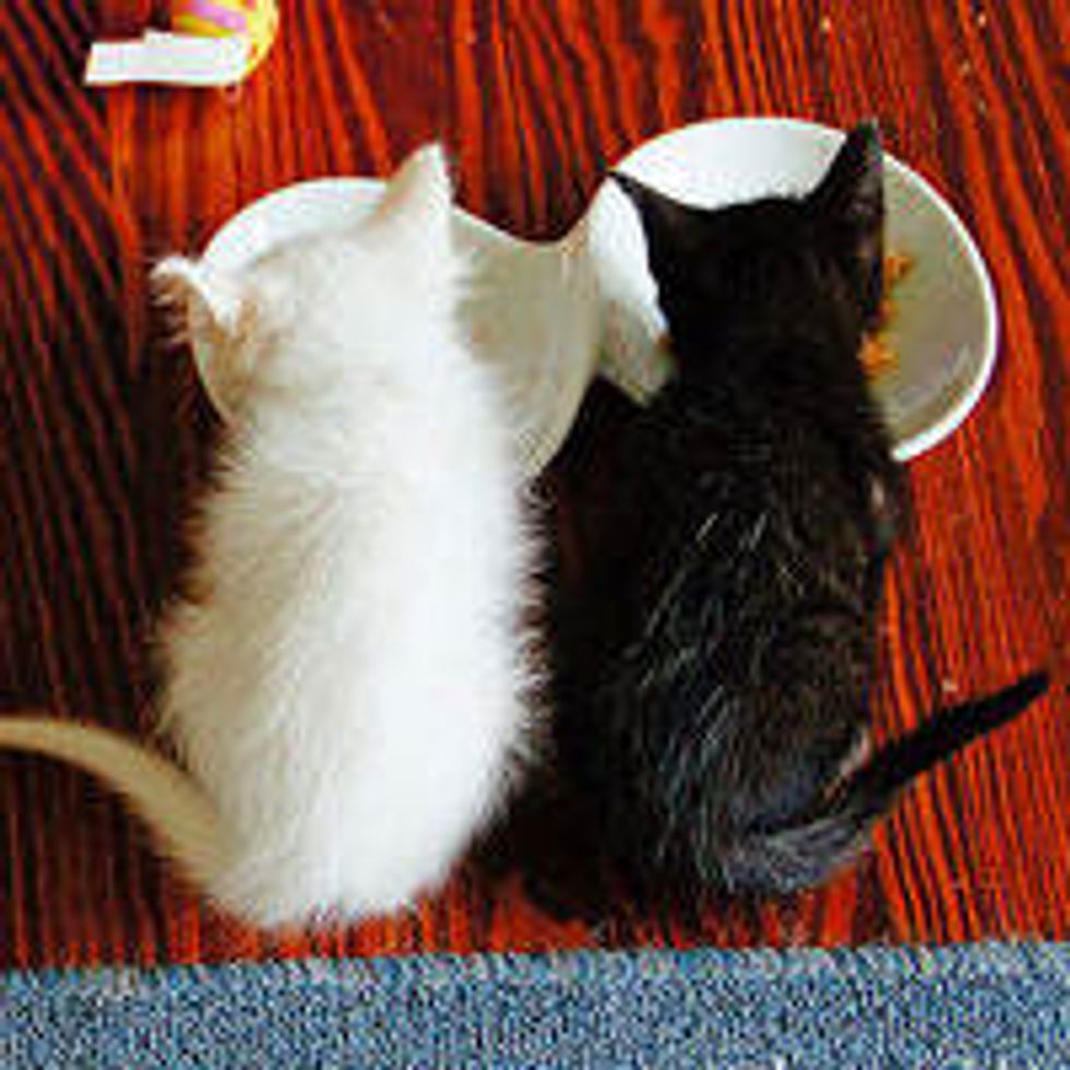 Three Tiny Sister Kitties Get a Second Chance