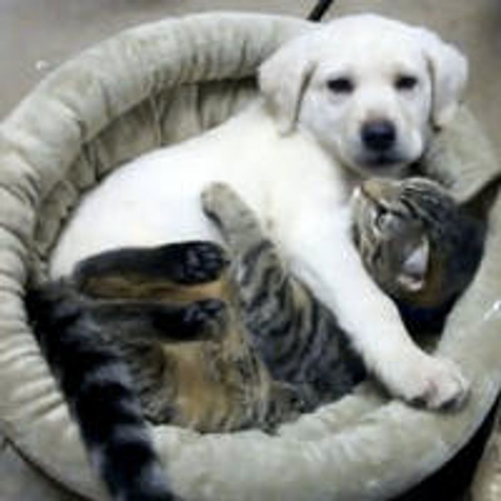 Cuddly Buddies: Tabby Kitty and Yellow Lab