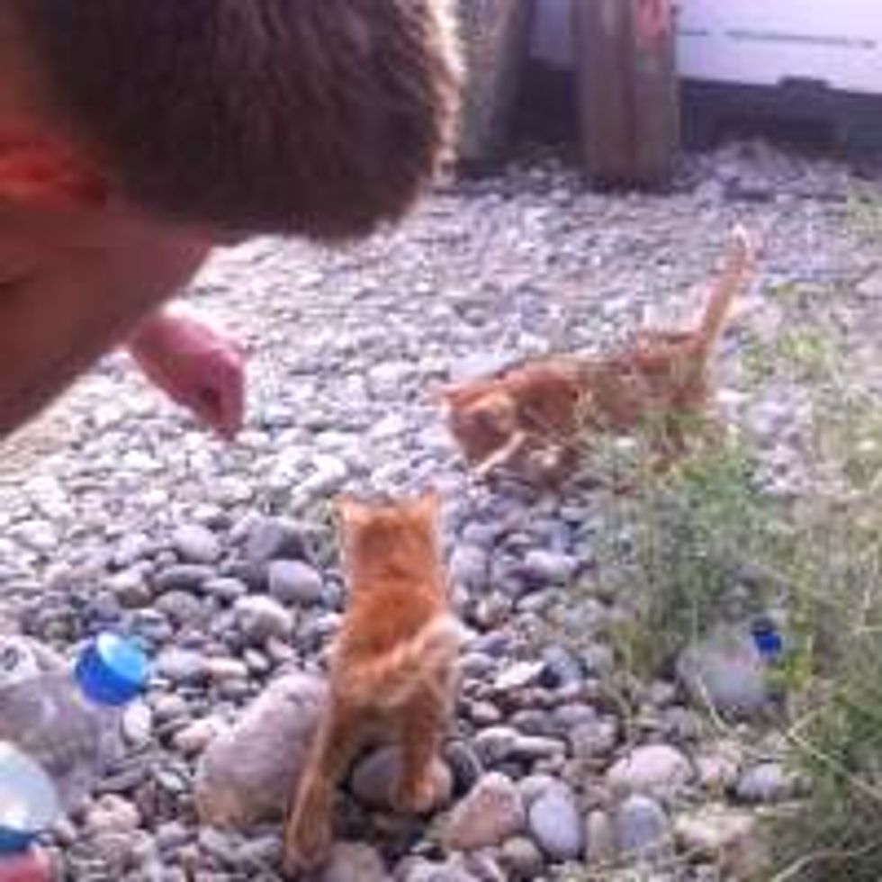 Afghan Kitties Give US Service Man A Sense of Home