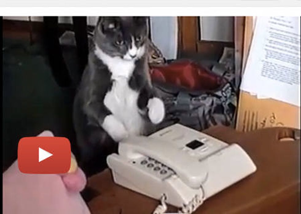 Cat Gets a Call