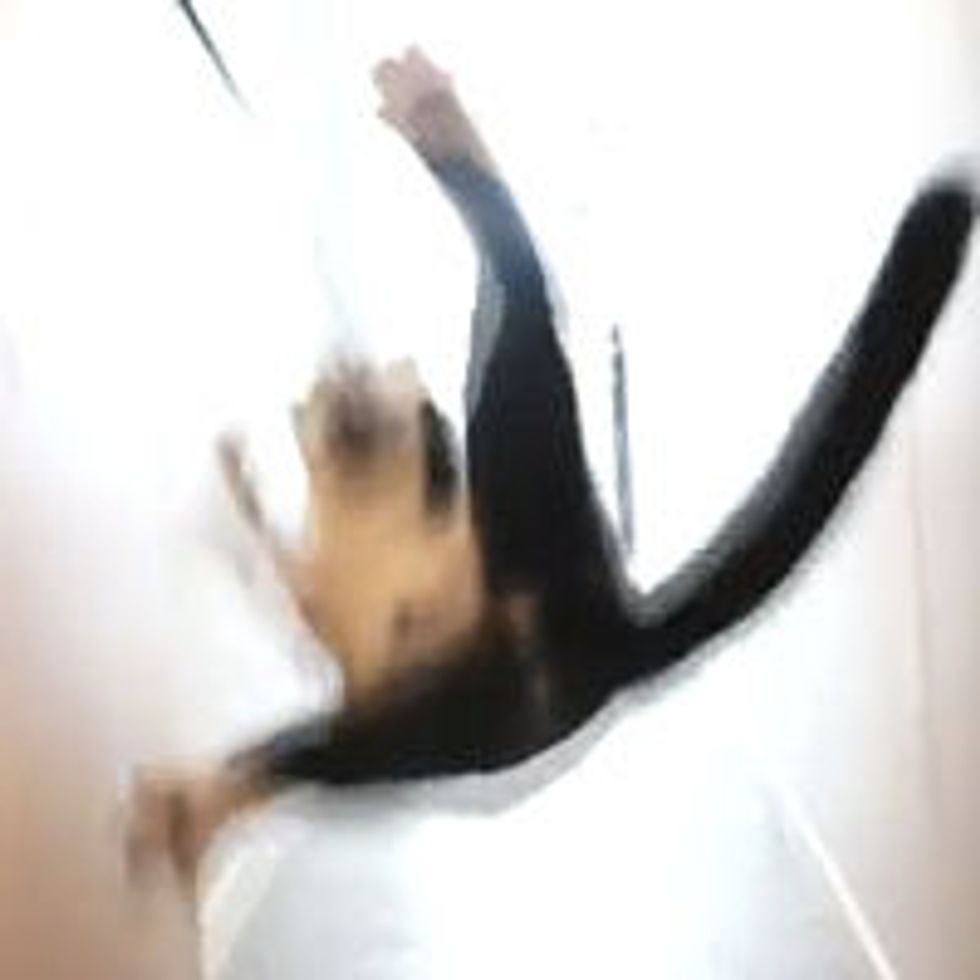Incredible Jumping Kitty!