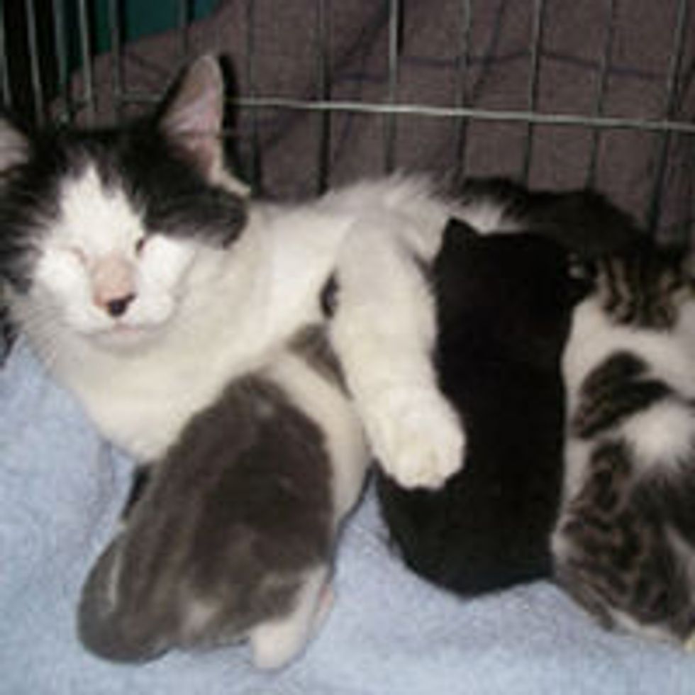 Cat Mama Gave Birth to 3 Kittens 25 Feet Up a Tree, Now Rescued!