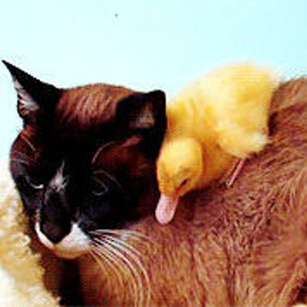 Max the Snowshoe Cat and His Ducklings