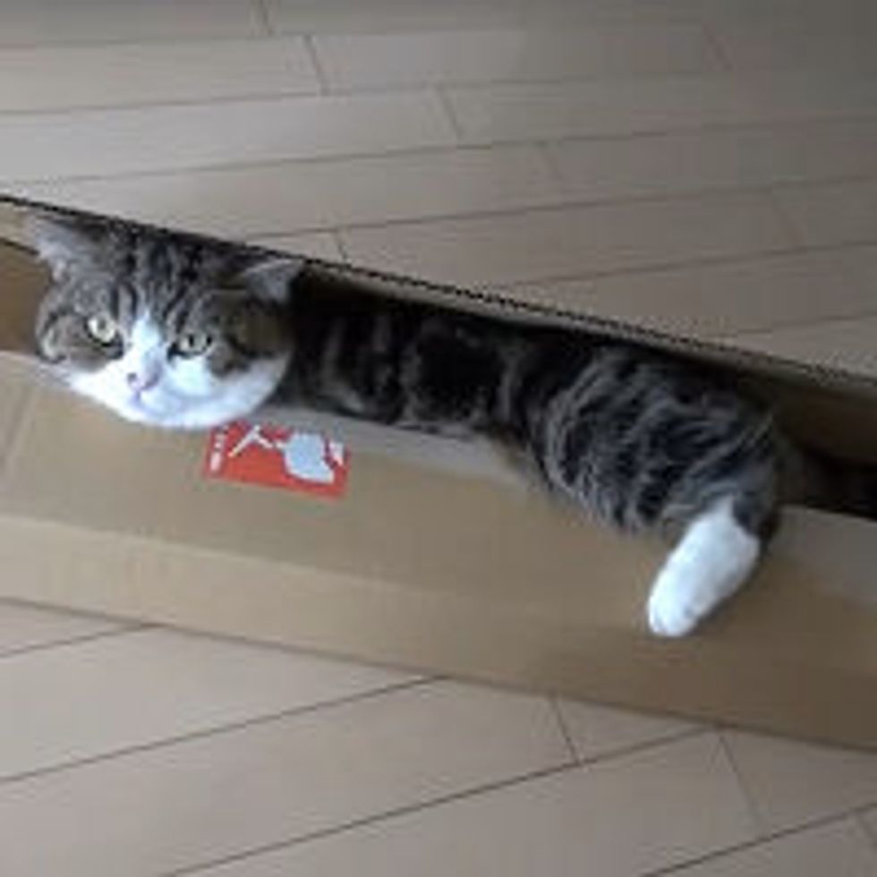 Maru Sees a Long Slim Box