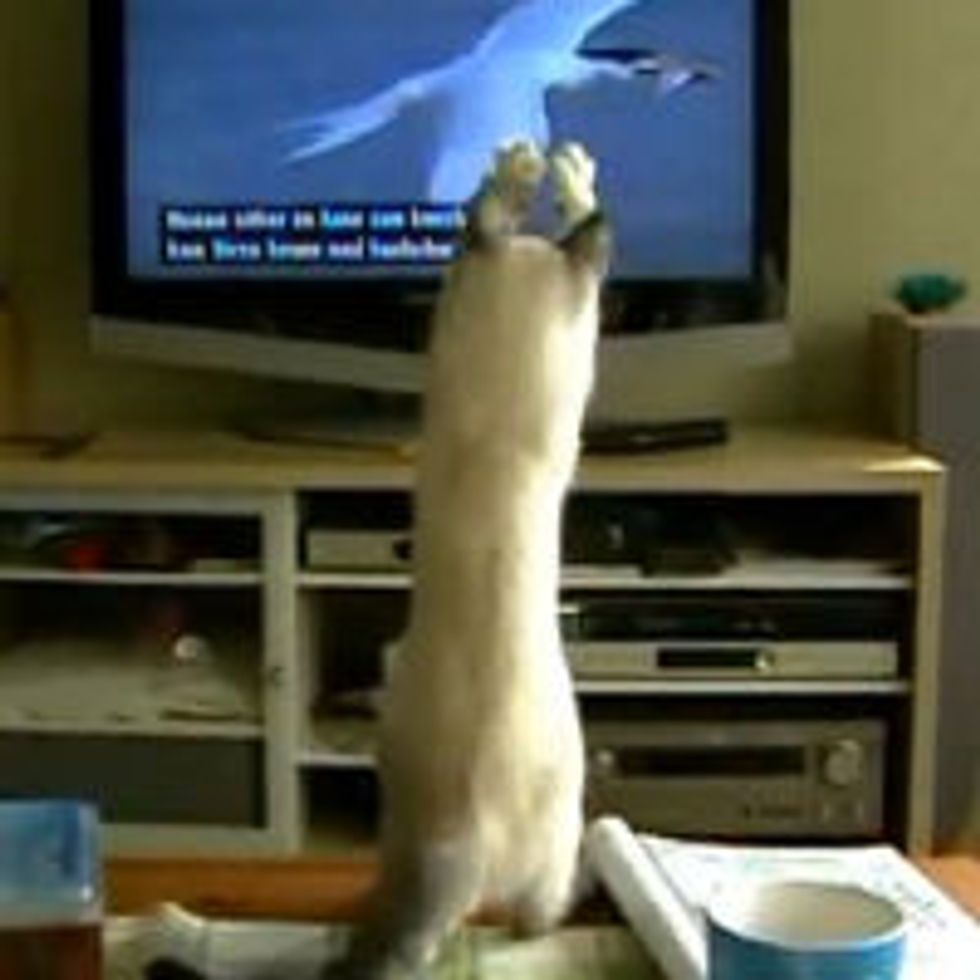 Elsa the Kitty Trying to Catch Birds on TV