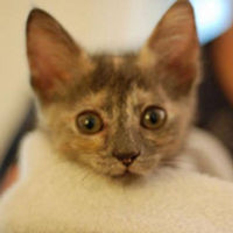 Willa the Special Kitty, Never Gives Up on Life