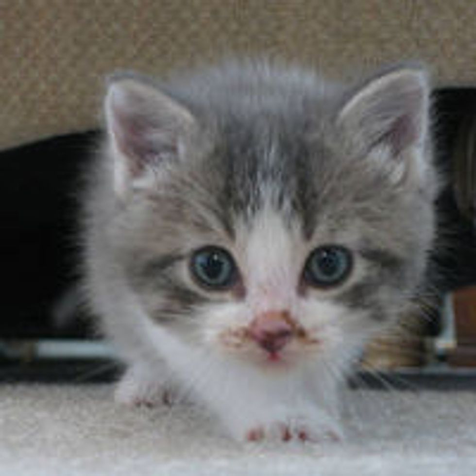 Little Furry Stalker