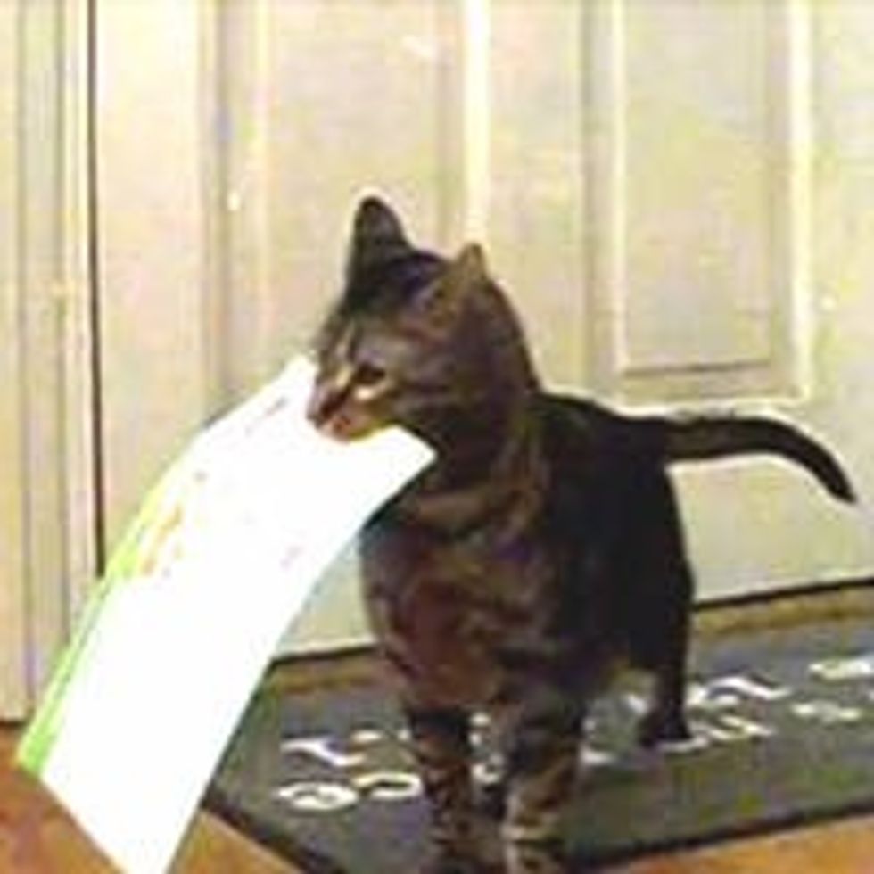 Kitty Gets Mail