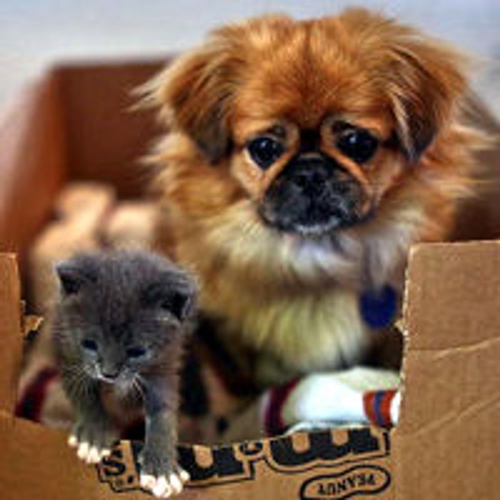 Dog Adopts and Nurses Orphan Kitten