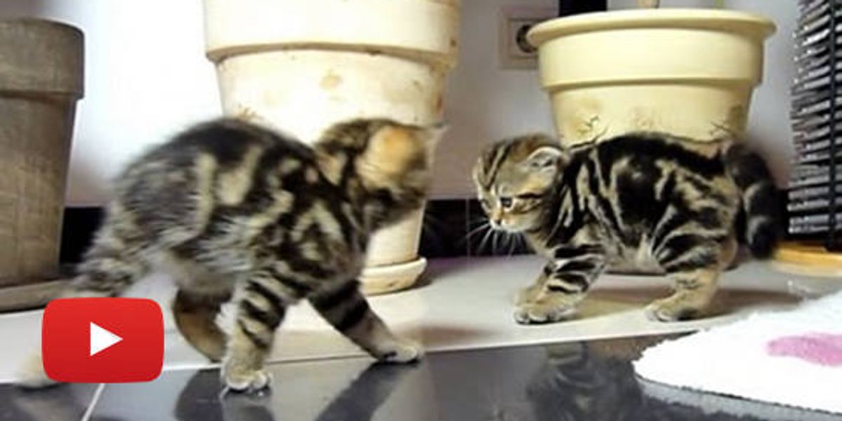 Kittens Crab Walk Dancing Love Meow