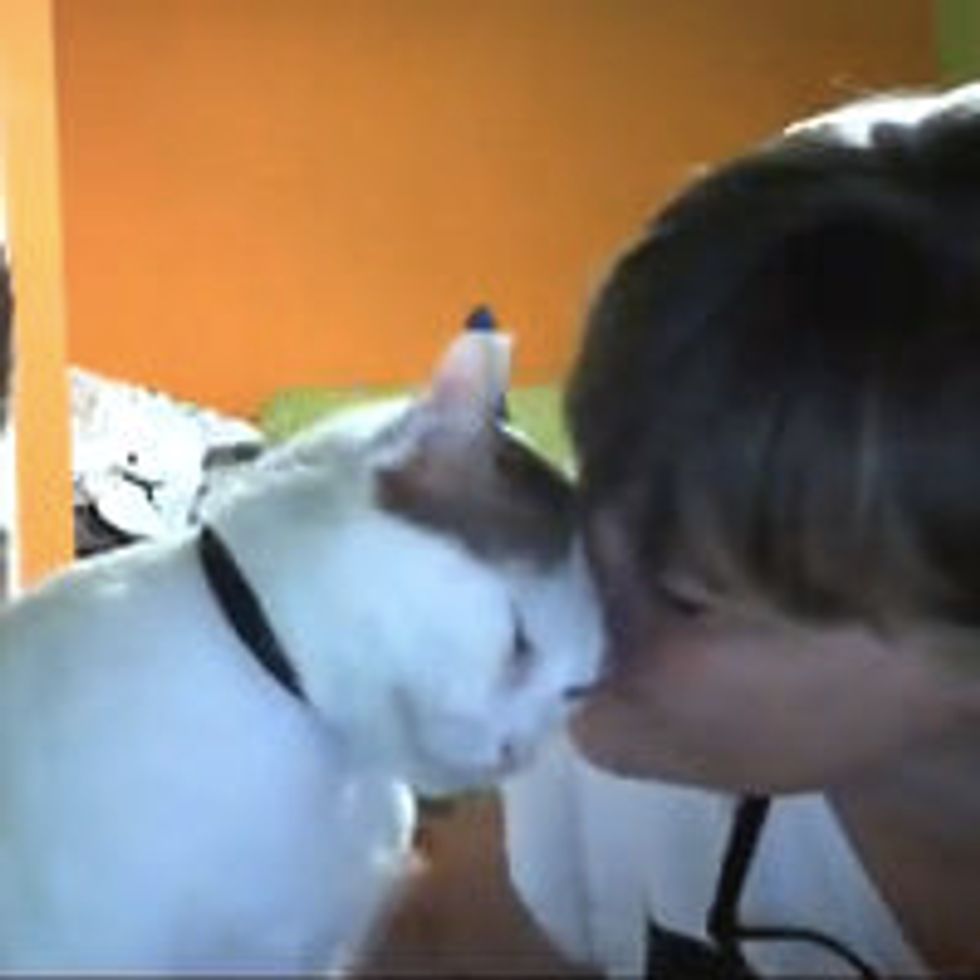 Kitty Demands Kisses and Love - Love Meow