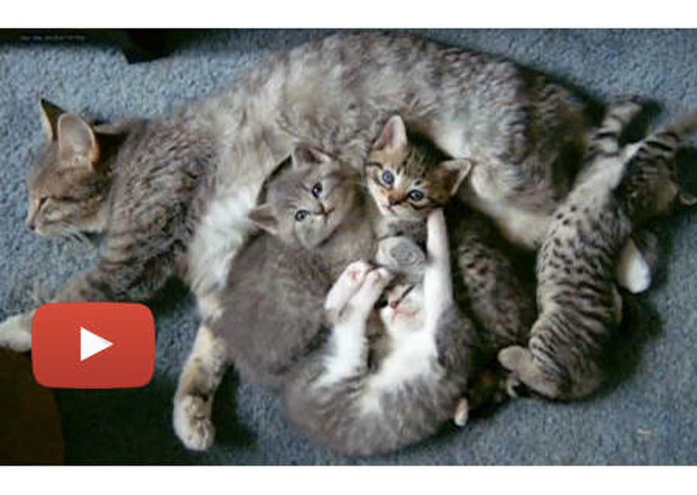Cute Little Furballs in Action