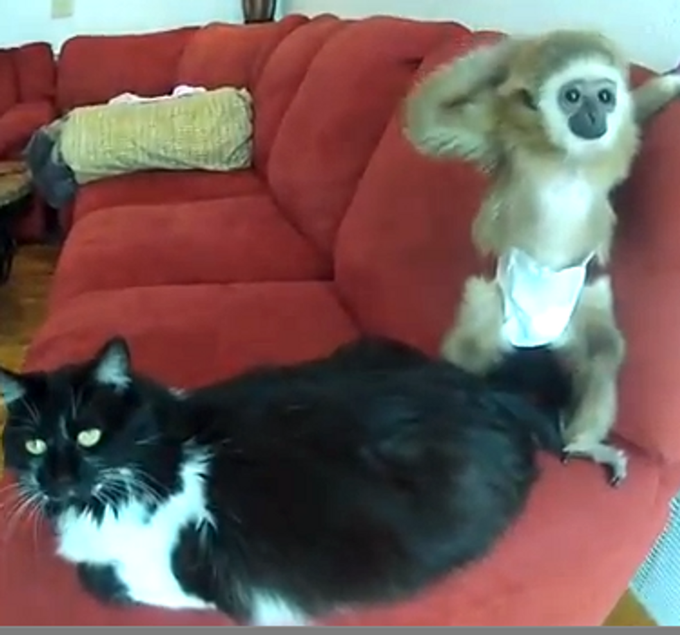 Rescue Stray Cat Befriends White-Handed Gibbon Ape
