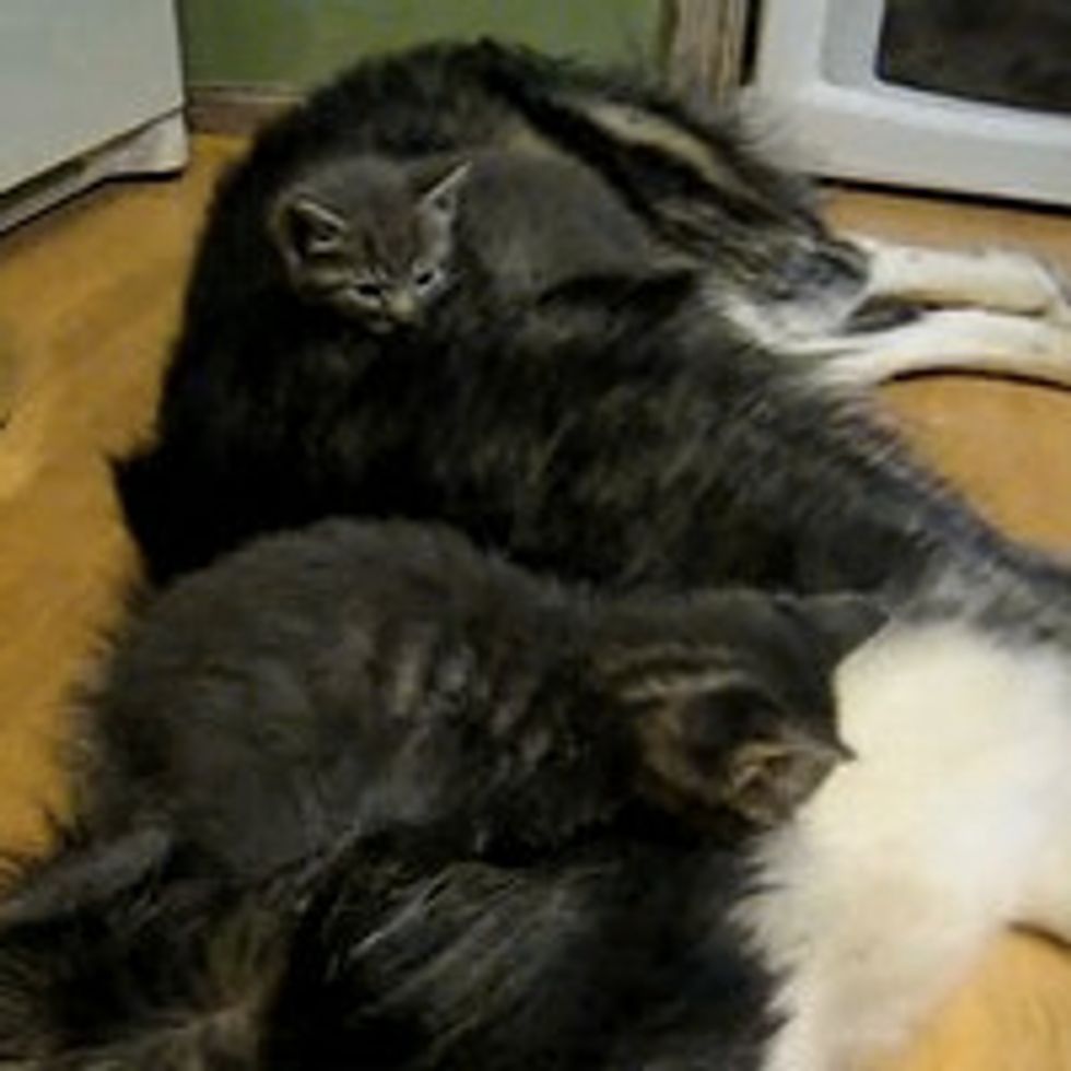 Kitties Sleeping On Puppy