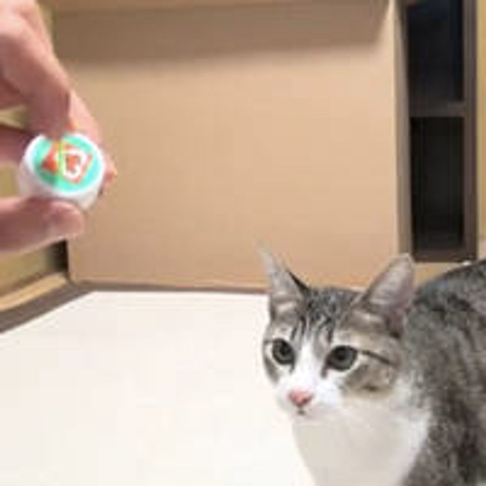 Kitty Plays Fetch in Tall Box