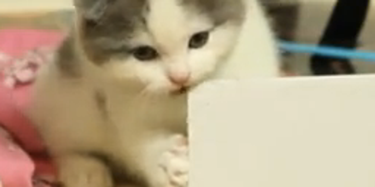 Cute Scottish Fold Kitten Nibbles a Box Love Meow