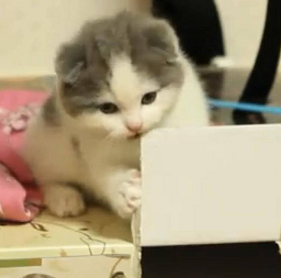 Cute Scottish Fold Kitten Nibbles a Box