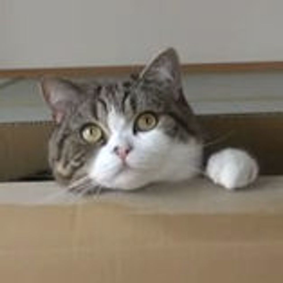 Maru's Many Antics