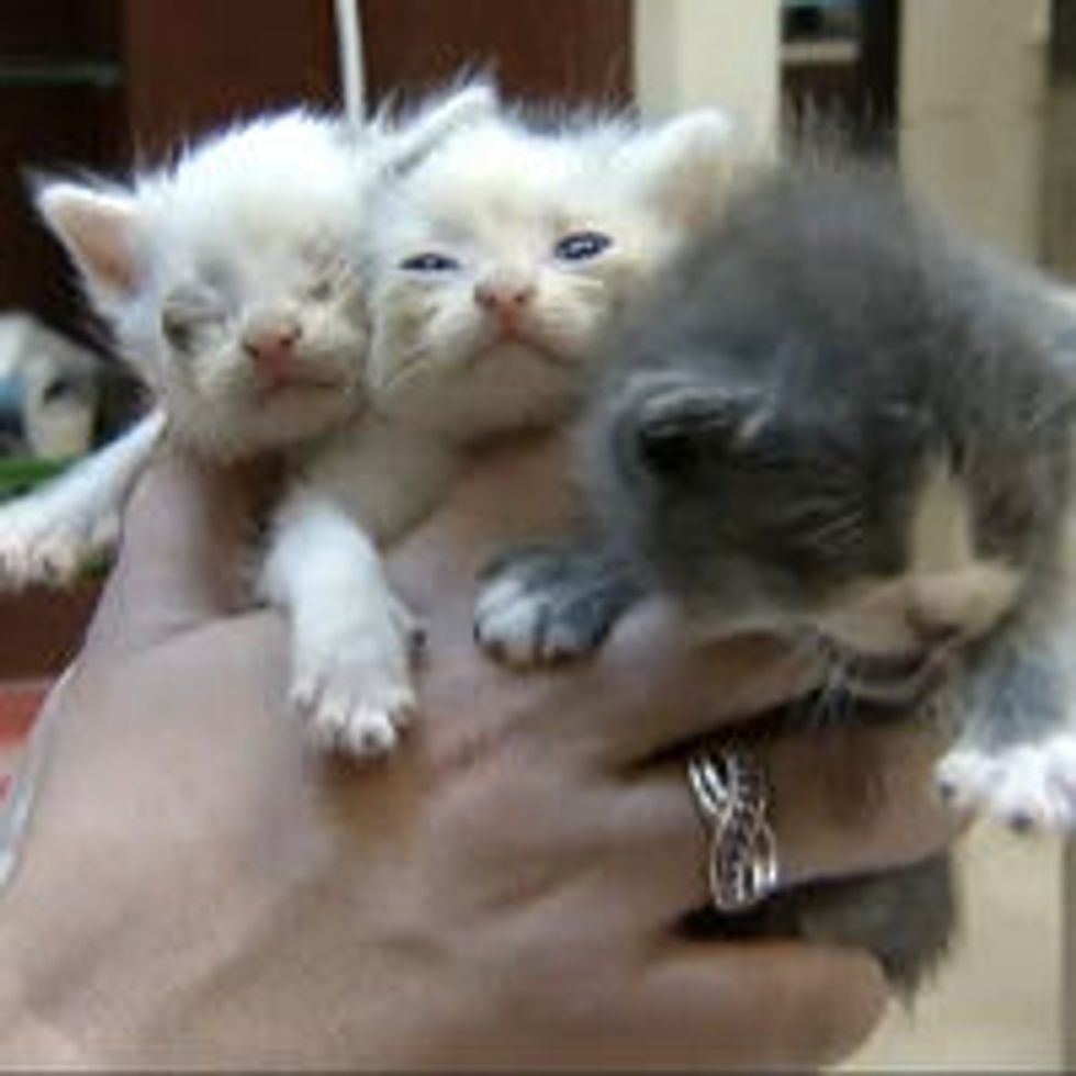 Workers Saved Kittens from Trash