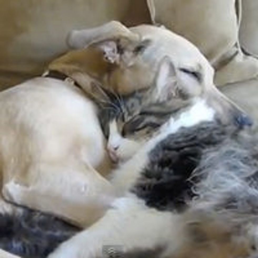 Cat Cuddles with Sleepy Dog