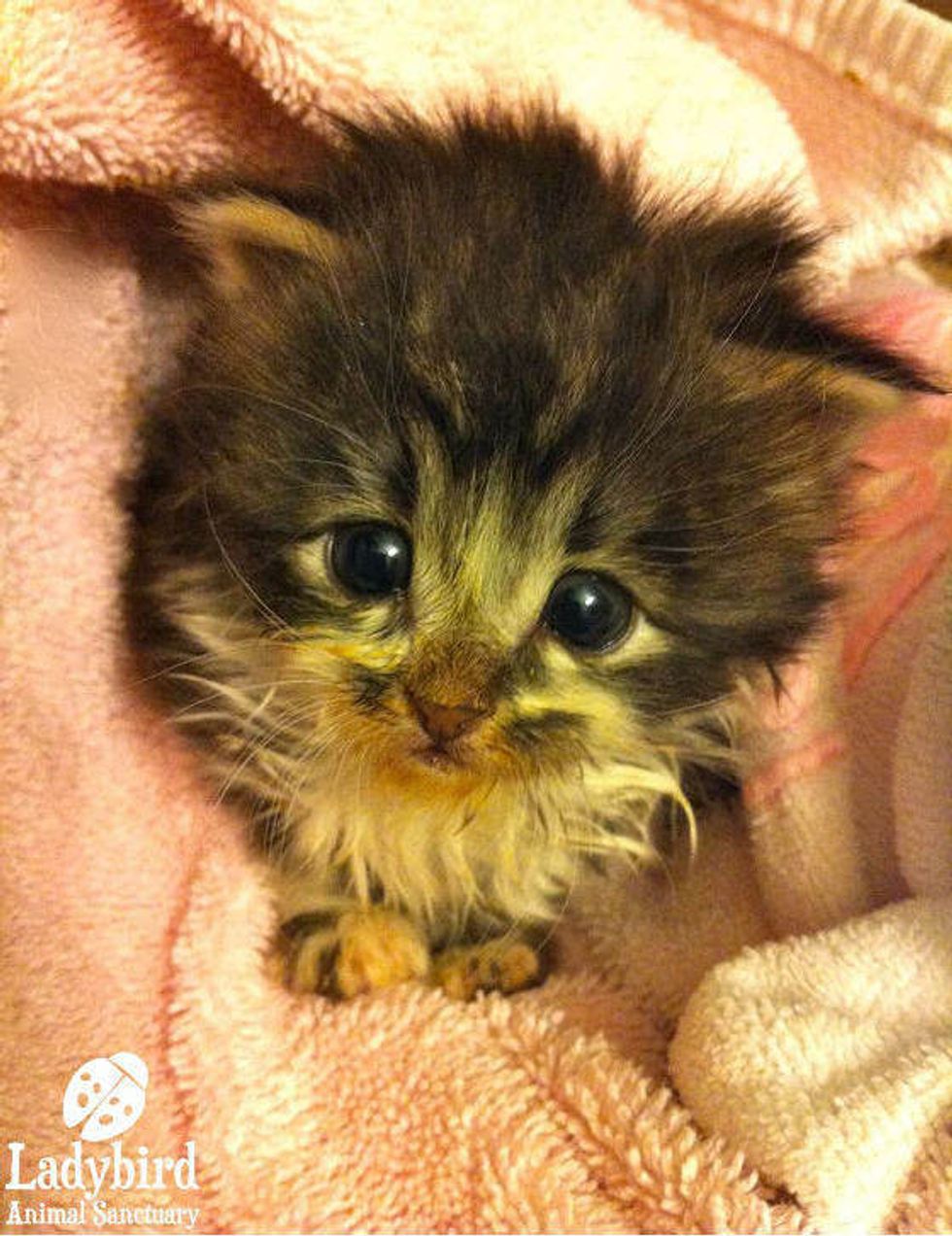 Little Bean the 3-week-old Orphan Kitten Strays into New Life - Love Meow