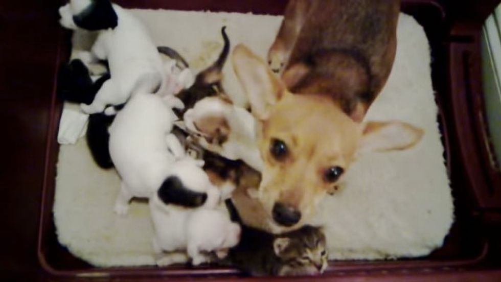 Rescue Dog Mama Insists 5 Orphan Kittens Belong to Her