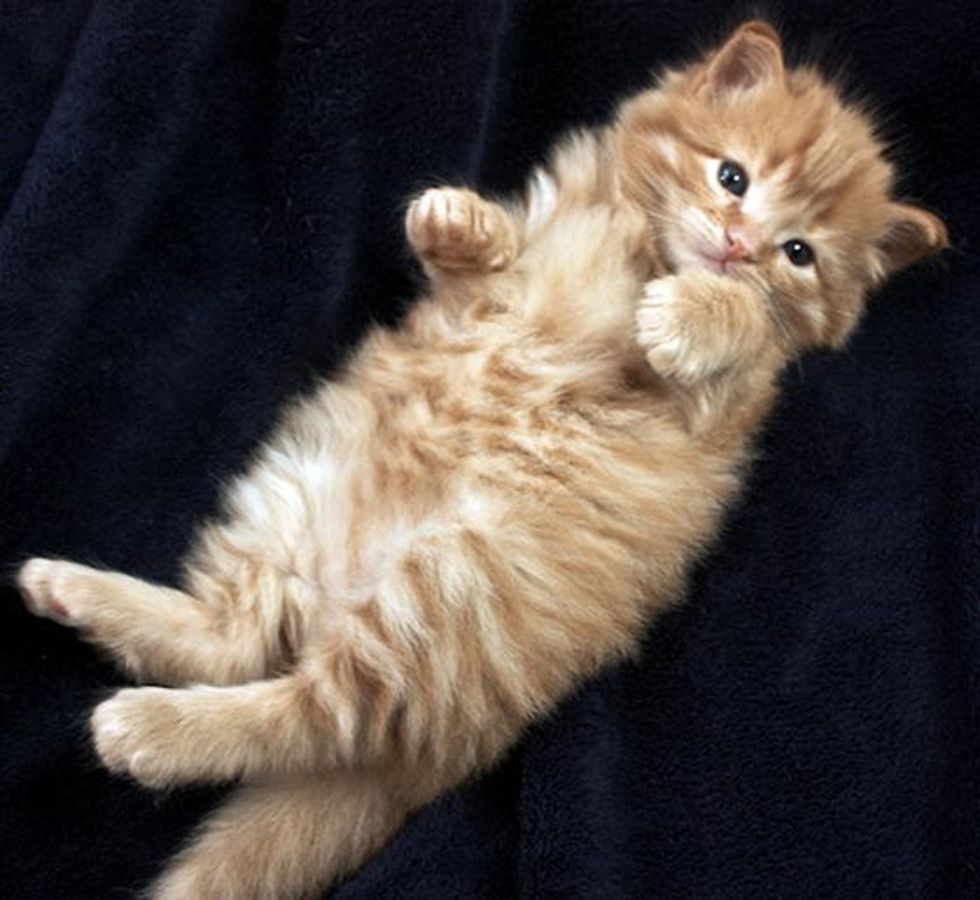 Tiny Ginger Runt Grows into Fluffy Happy Cat Love Meow
