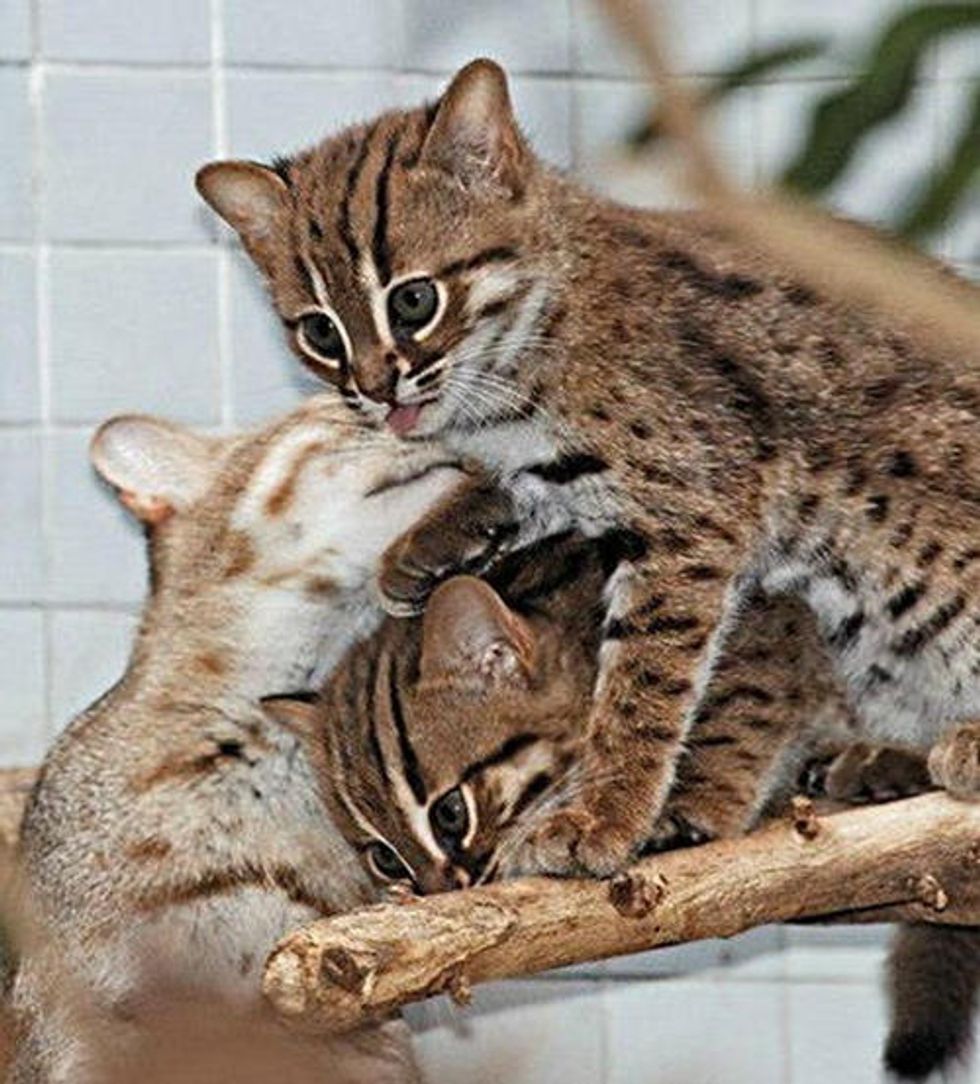 World S Smallest Wild Cats Rusty Spotted Cats Make Appearance In Berlin Love Meow