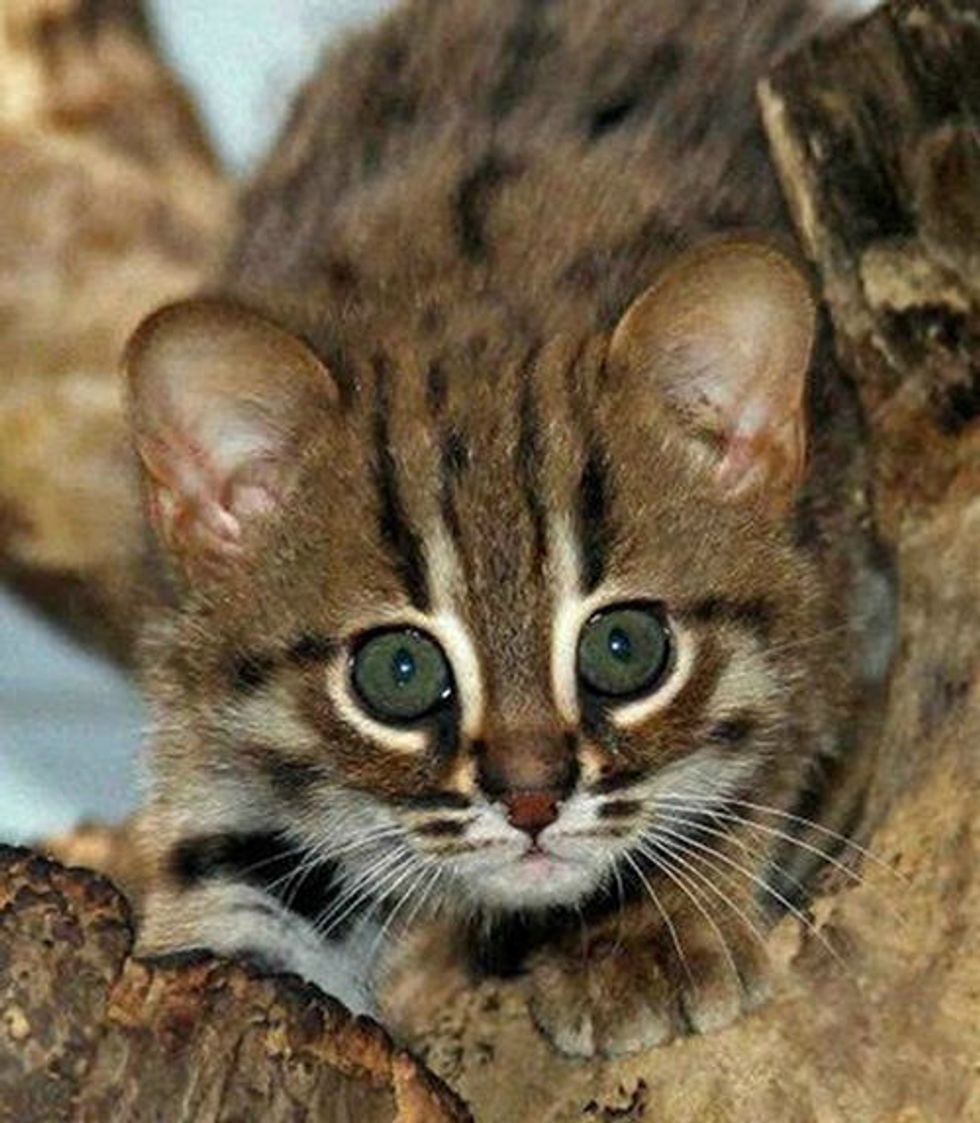 World S Smallest Wild Cats Rusty Spotted Cats Make Appearance In Berlin Love Meow
