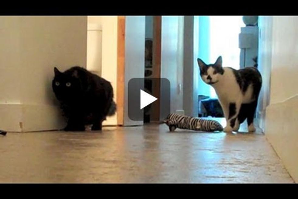 Ninja Cat Gets Stalk-Blocked