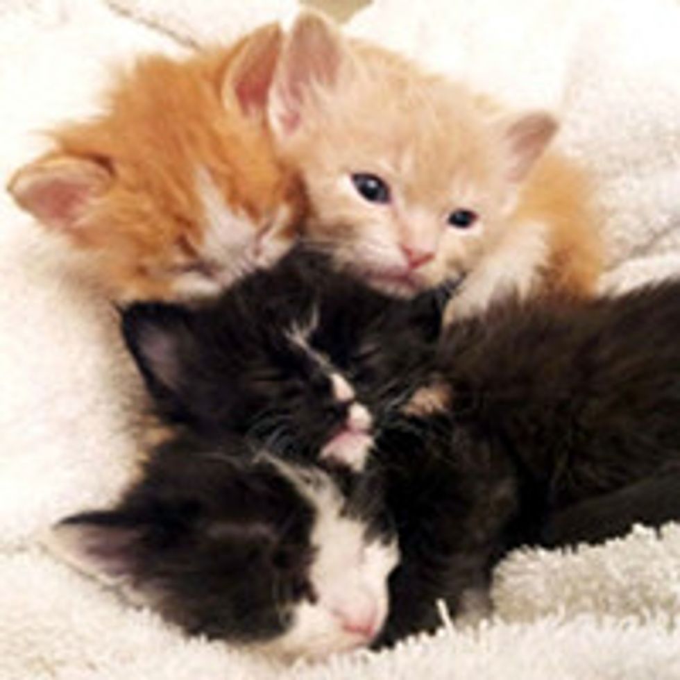 Four Fuzzy Kittens Found at Garage Sale Get a Second Chance