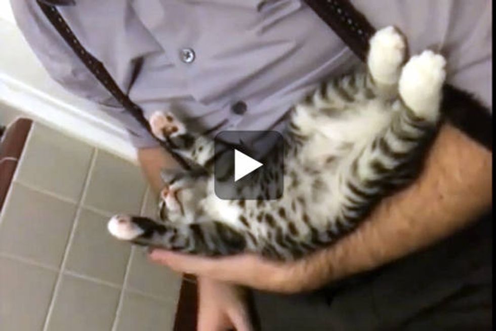 Super Relaxed Sleepy Kitty