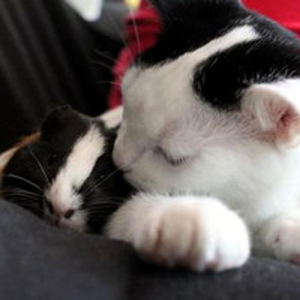 Cat and Guinea Pig: Unlikely Friendship