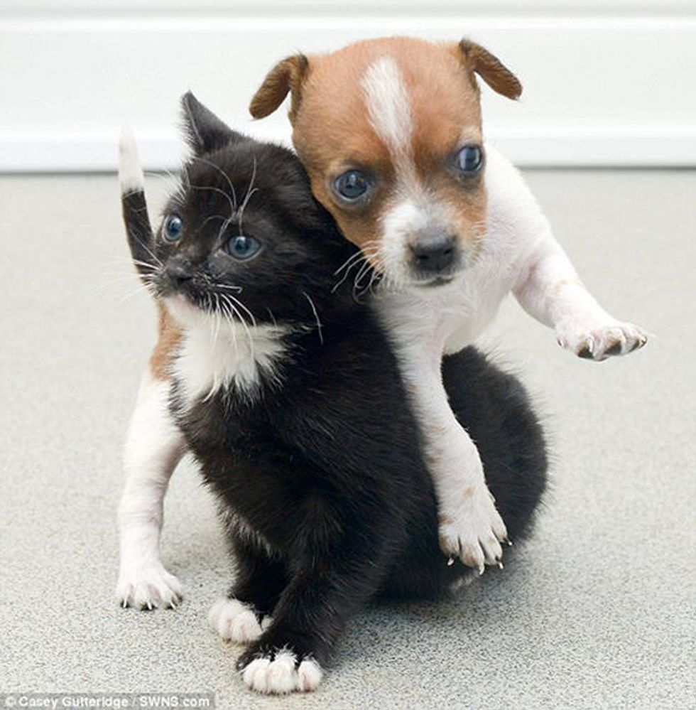 kittens playing with puppies