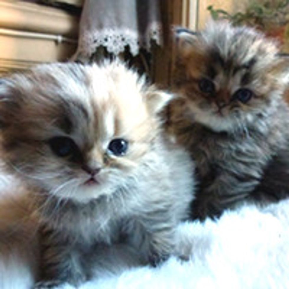 Fluffy Kitty Duo