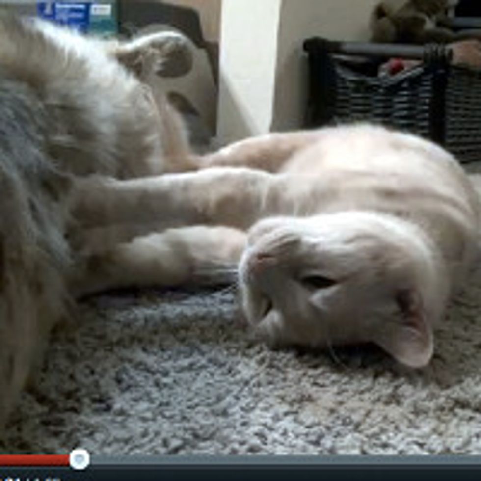 Flufferpants the Cat Gives Dog a Kitty Massage