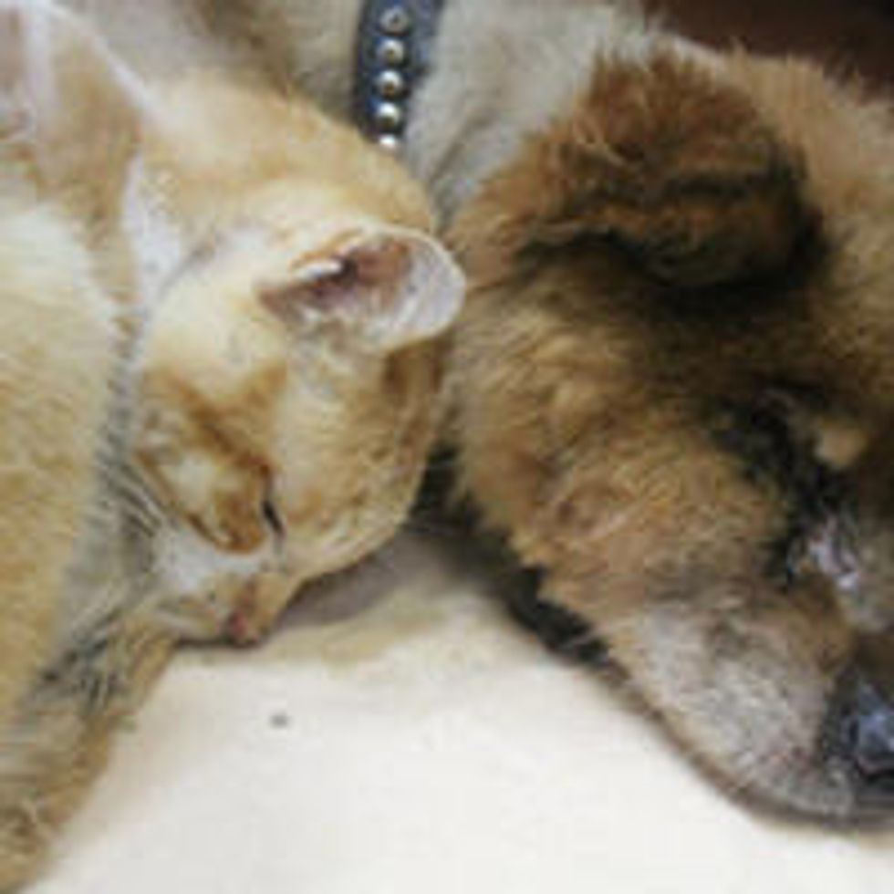 Rescue Cat and Dog Help Each Other Through Thick and Thin