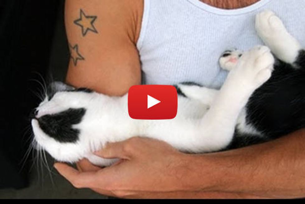Real Men Love Cats