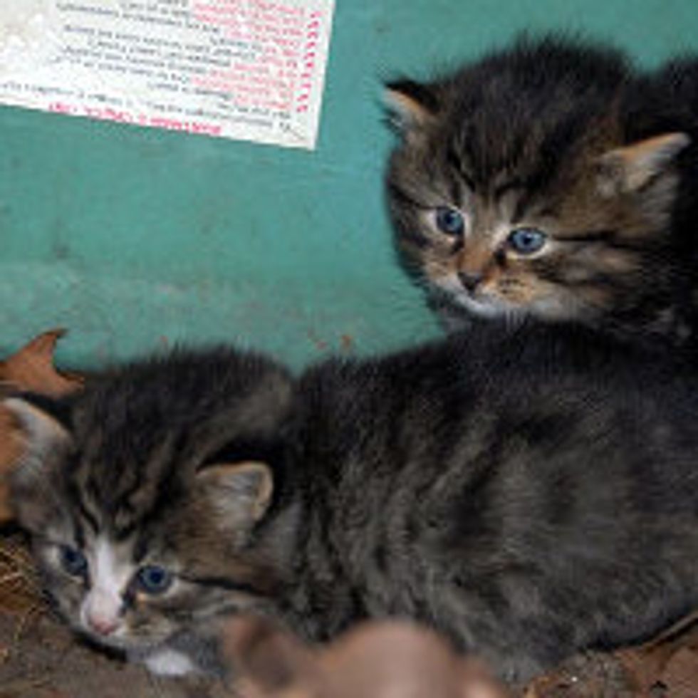 Feral Kittens Found by Dog Under a Boat