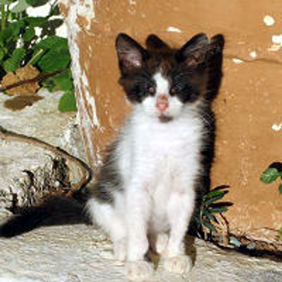 Cat with No Eyes, Journey from Greece to America