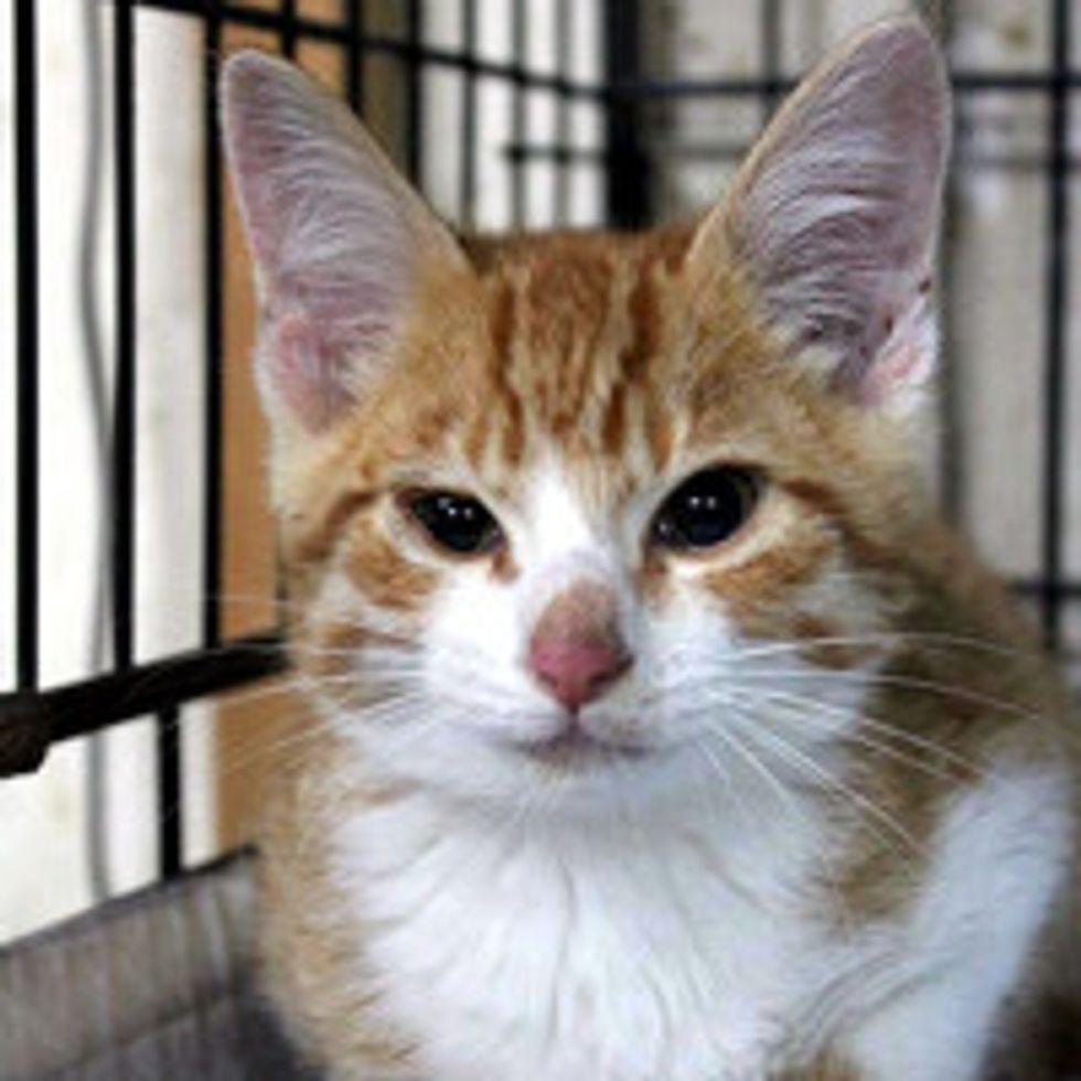Little Furry Survivor from Disaster Area in Japan Made Incredible Comeback