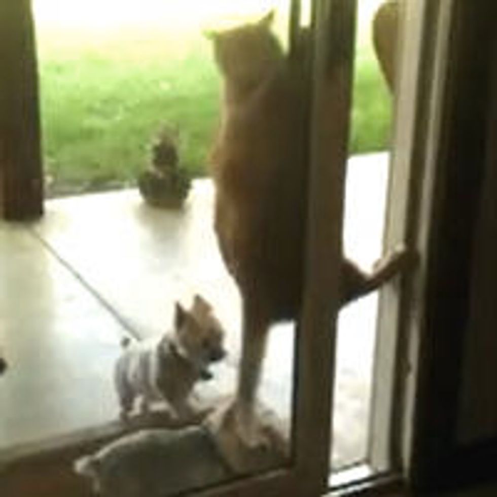 Cat Opens Door for Puppies