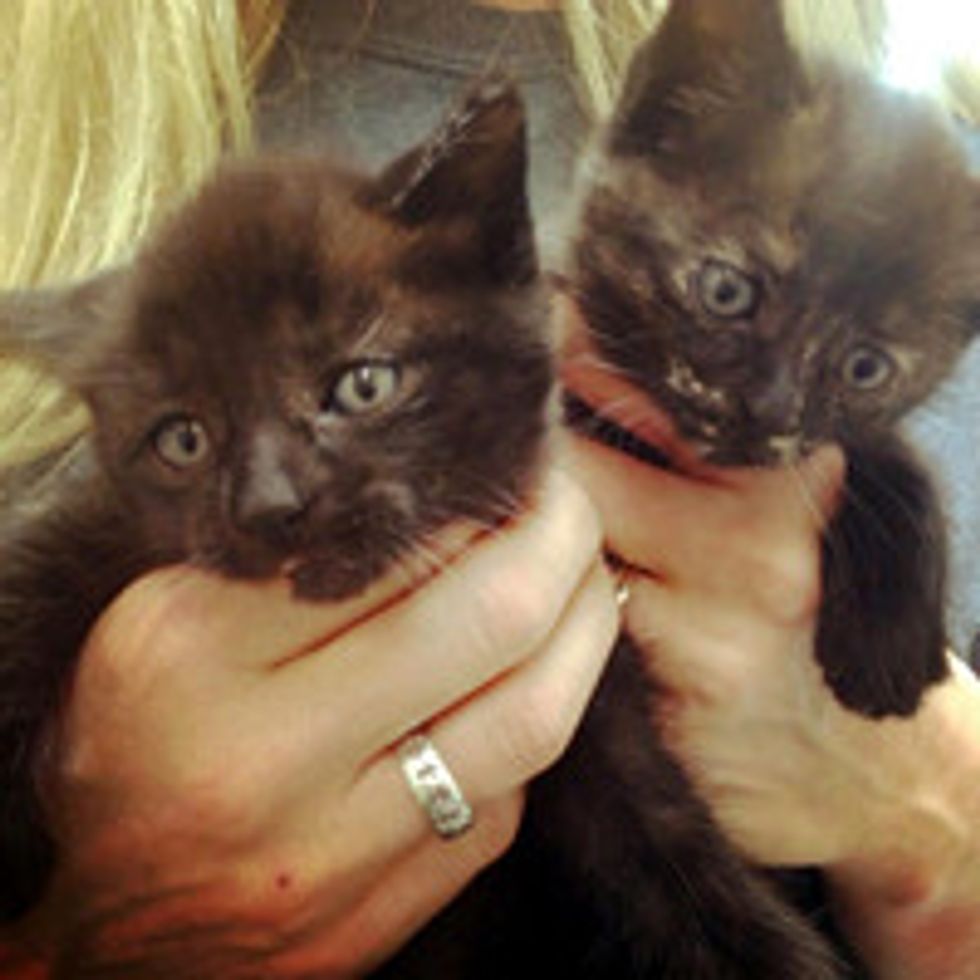 Kittens Rescued from Car Engine; Cat Mama Stood by During Rescue