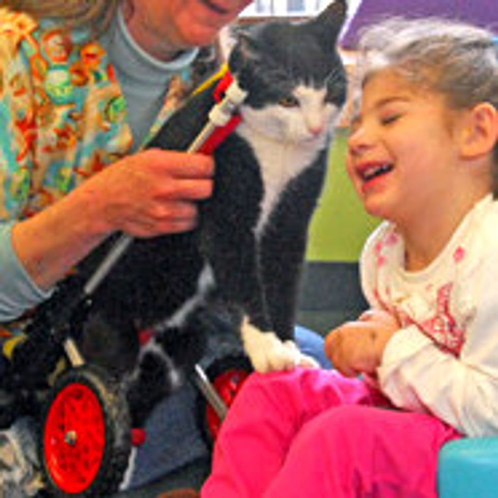 Scooter Special Therapy Cat Becomes ASPCA Cat of the Year