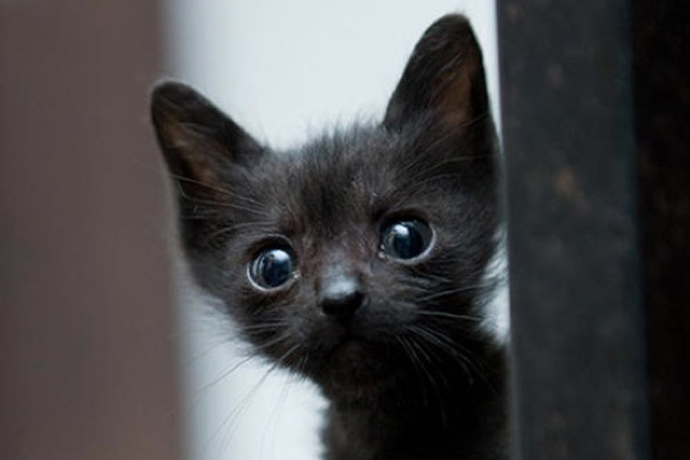 Tiny Rescue Black Kitty: Then & Now