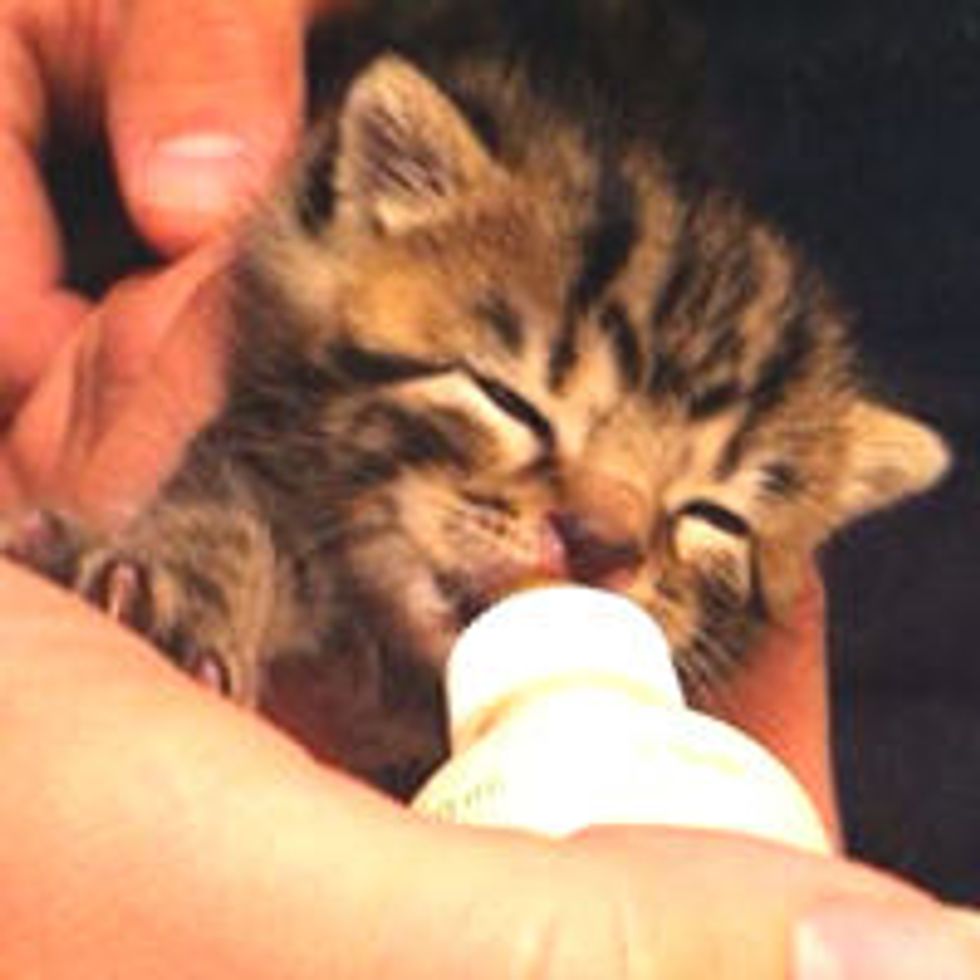 Orphan Kitten Rescued from Storm Drain