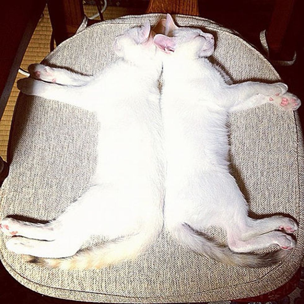 Twin Kitties Mirror Each Other In Sleep Love Meow 8439